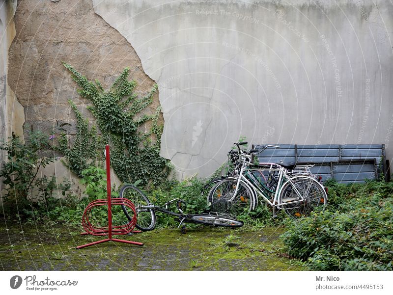 Still Leben Hinterhof Fahrrad Hof Fahrradständer Mauer Putz Efeu Unkraut Rad Wand hinterhofidyll Garten Wildpflanze Gebäude Fassade Sträucher Grünpflanze