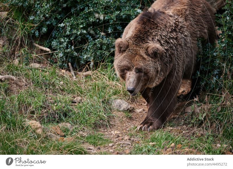 Braunbär im Wald braun Bär Natur Tier Holz wild Sommer Säugetier Windstille idyllisch friedlich stehen Harmonie Kreatur Bargeld natürlich Umwelt Lebensraum