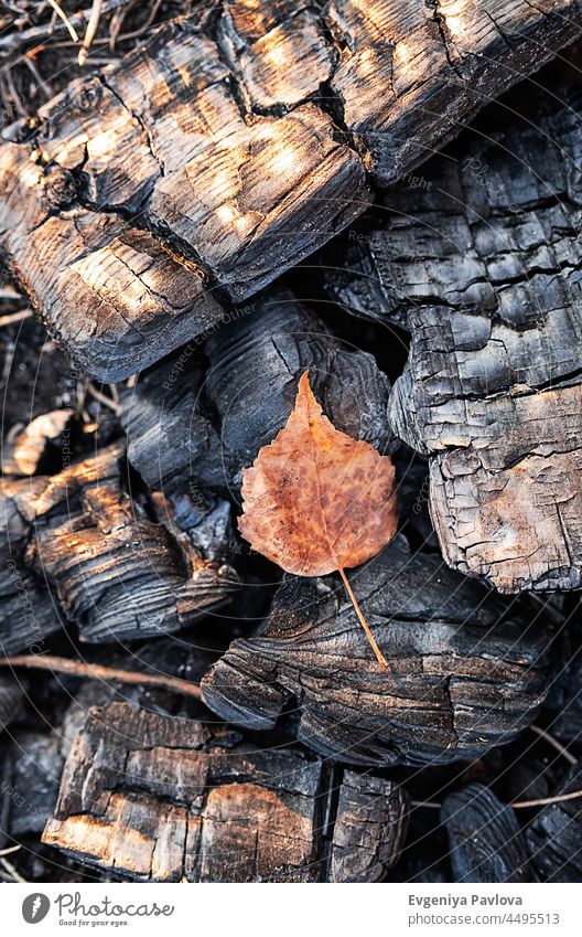 Herbstblatt auf Holzkohle im Sonnenschein. Kreatives minimalistisches Herbstkonzept. fallen Blatt Kreativität Nahaufnahme Konzept Inspiration farbenfroh Energie