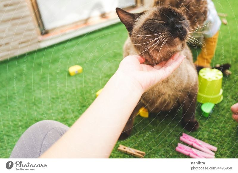 Familie verbringt Zeit mit ihrer Katze zu Hause Baby Kind heimwärts frei Hinterhof siamesisch Haustier bezaubernd Liebe genießen Freude Leben Lifestyle Spaß