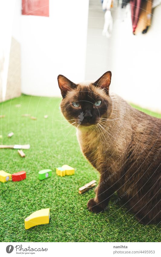 Siamkatze genießt den Tag auf dem Rasen im Hinterhof Katze heimwärts frei siamesisch Haustier bezaubernd Liebe Familie genießen Freude Leben Lifestyle Spaß