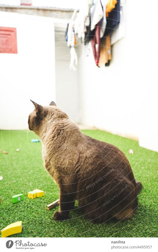 Siamkatze genießt den Tag auf dem Rasen im Hinterhof Katze heimwärts frei siamesisch Haustier bezaubernd Liebe Familie genießen Freude Leben Lifestyle Spaß