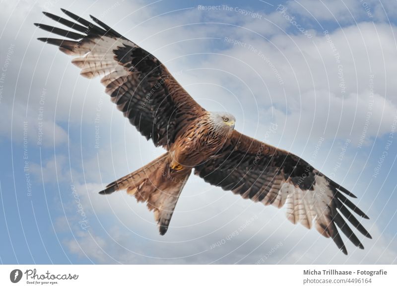 Fliegender Rotmilan Roter Milan Milvus milvus Greifvogel Vogel im Flug Kopf Schnabel Auge Flügel Gefieder Federn Flügelspanne Flügelschlag Himmel Wolken Sonne