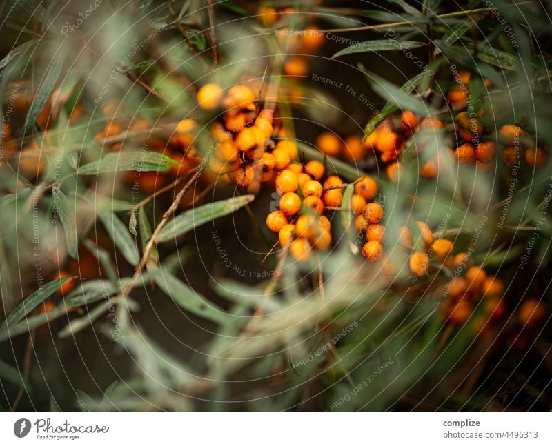 Sanddorn| Zitrone des Nordens Sanddornblatt Sanddornen Busch Pflanze Gesundheit Marmelade grün orange Vitamine Nektar Nutzpflanze Dünen Seedorn Fasanbeer Beeren