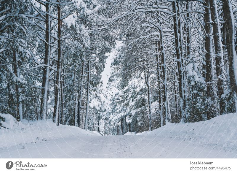 Winterstraße durch verschneite Baumallee in Tirol, Österreich Schnee Gasse Frost weiß Hintergrund Natur Landschaft kalt Wald Saison Straße im Freien schön Eis