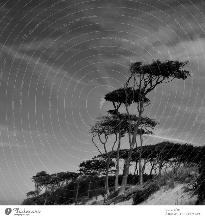 Windflüchter am Weststrand Kiefern Bäume Wald Strand Ostsee Küste Natur Landschaft Darß Baum Umwelt natürlich wild Düne Himmel Fischland-Darß-Zingst Stranddüne