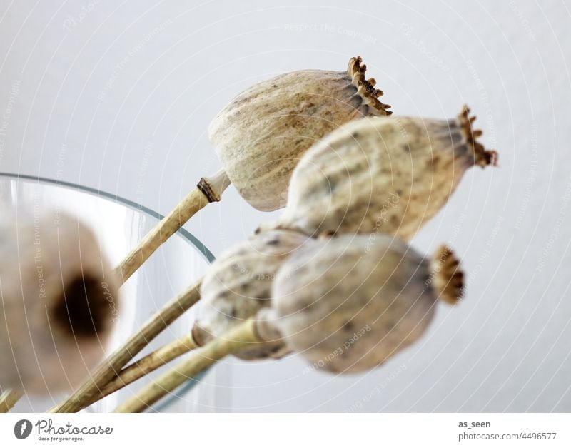 Mohnkapseln trocken Pflanze Natur Farbfoto Schwache Tiefenschärfe natürlich Trockenblume Unschärfe schön Innenaufnahme Vergänglichkeit Gesteck Dekoration