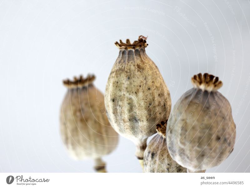 Mohnkapseln trocken Pflanze Natur Farbfoto Schwache Tiefenschärfe natürlich Trockenblume Unschärfe schön Innenaufnahme Vergänglichkeit Gesteck Dekoration