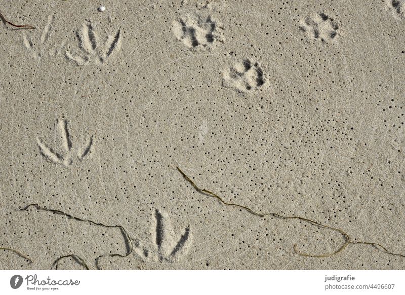 Spuren Tierspuren Abdruck fußabdruck Sand Strand Muschel Küste Fußspur Natur Barfuß Meer Möwe Vogel Vergänglichkeit Ferien & Urlaub & Reisen Treffen Meeting