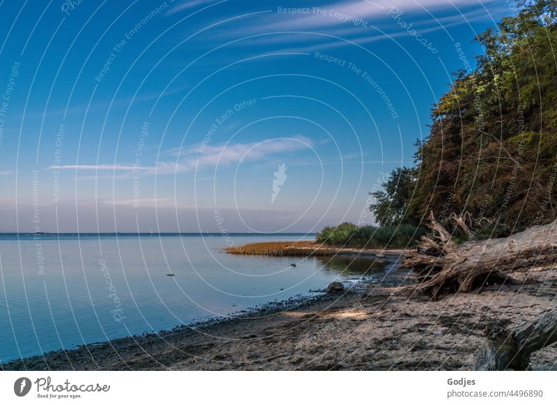 Blick auf den Greifswalder Bodden, Strand mit verwittertem Baum. Boddenlandschaft Mecklenburg-Vorpommern Bäume verwittertes Holz herbstlich ostsee tourismus