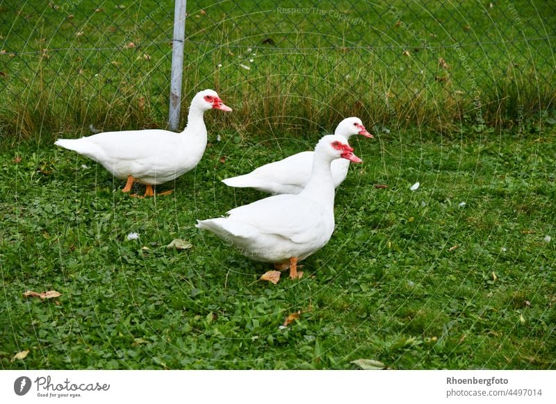 Freilaufende Enten auf einer saftig grünen Wiese ente enten haustier geflügel braten vogel weiß wiese gras fressen futter bauer bauernhof herbst farfoto natur