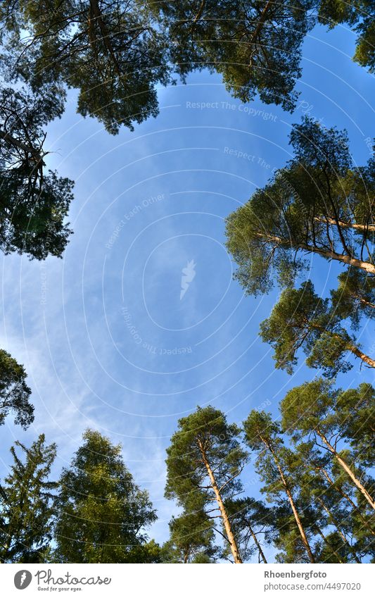 Im Wald mit Blick nach oben, umringt von Bäumen. wald blick nach oben baum bäume wälder nadelbäume himmel grün kiefer fichte lärche tanne hoch eng