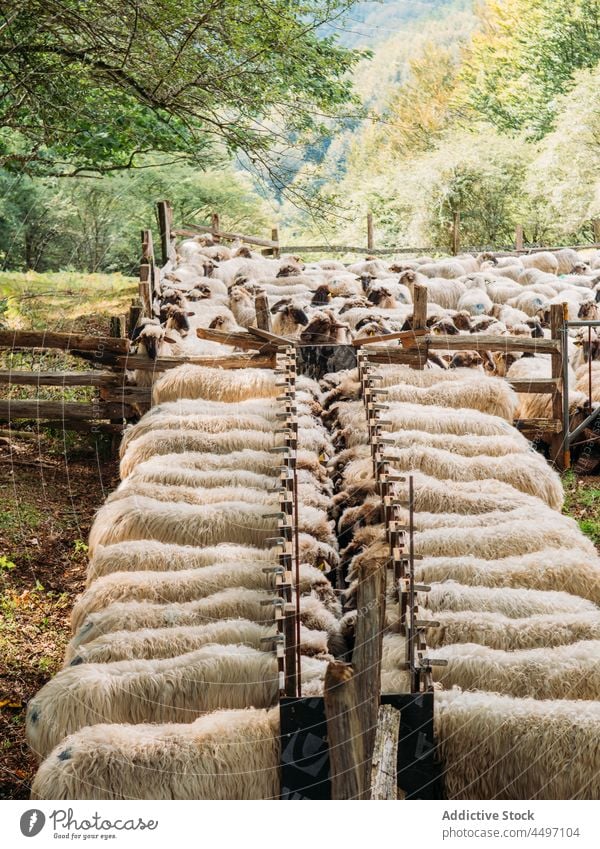 Schafherde, die auf die Markierung der Wolle wartet, bei der Fütterung auf dem Bauernhof Futter Tier Säugetier Viehbestand Zuführung Landschaft Schwarm Lamm