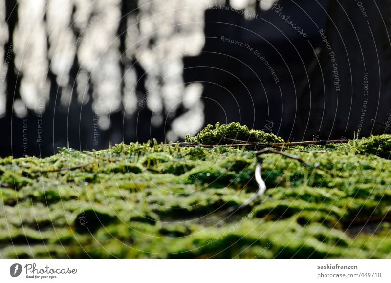 Moos Umwelt Natur Landschaft Pflanze Erde Herbst Winter Klima Schönes Wetter Garten Park Stein dunkel frisch kalt nass grau grün schwarz weiß Friedhof Paris