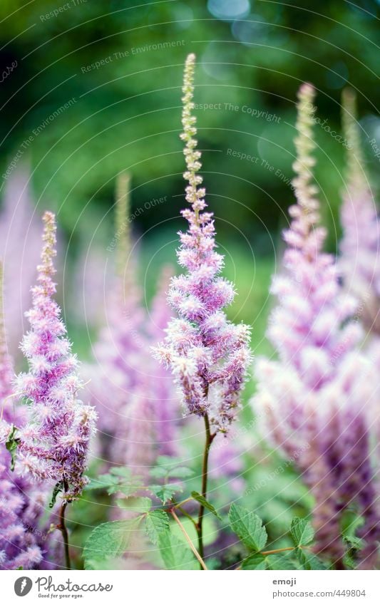 Hauch Umwelt Natur Pflanze Blume Blüte natürlich grün rosa Farbfoto Außenaufnahme Nahaufnahme Makroaufnahme Menschenleer Tag Schwache Tiefenschärfe Prachtspiere