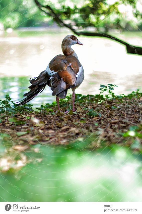 UTO Umwelt Natur Tier Wildtier Vogel 1 natürlich grün Gans nilgans Farbfoto Außenaufnahme Menschenleer Tag Schwache Tiefenschärfe