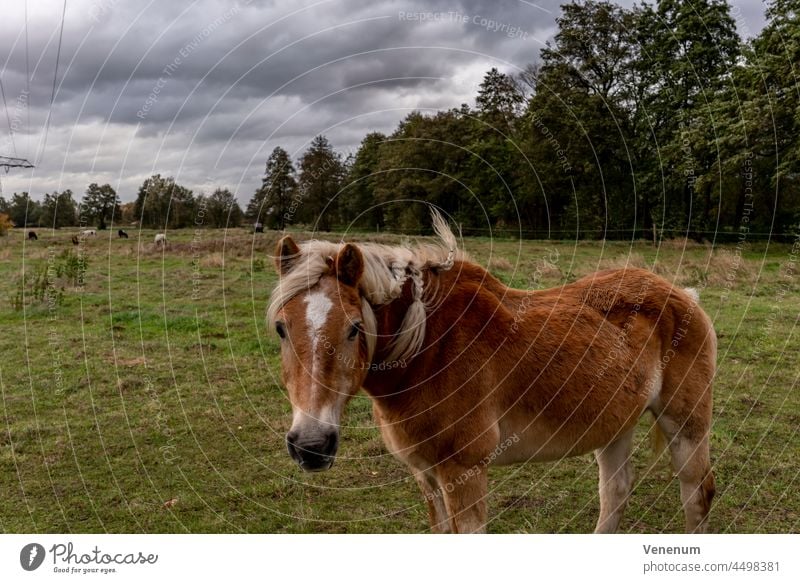 Sturm Hendrik,Pferd auf einer Koppel während des Sturms Pferdekopf Pferdezähne Pferdeohren Deutschland Pferdehals Pferdekupplung Essen Gras Viehbestand Fiaker