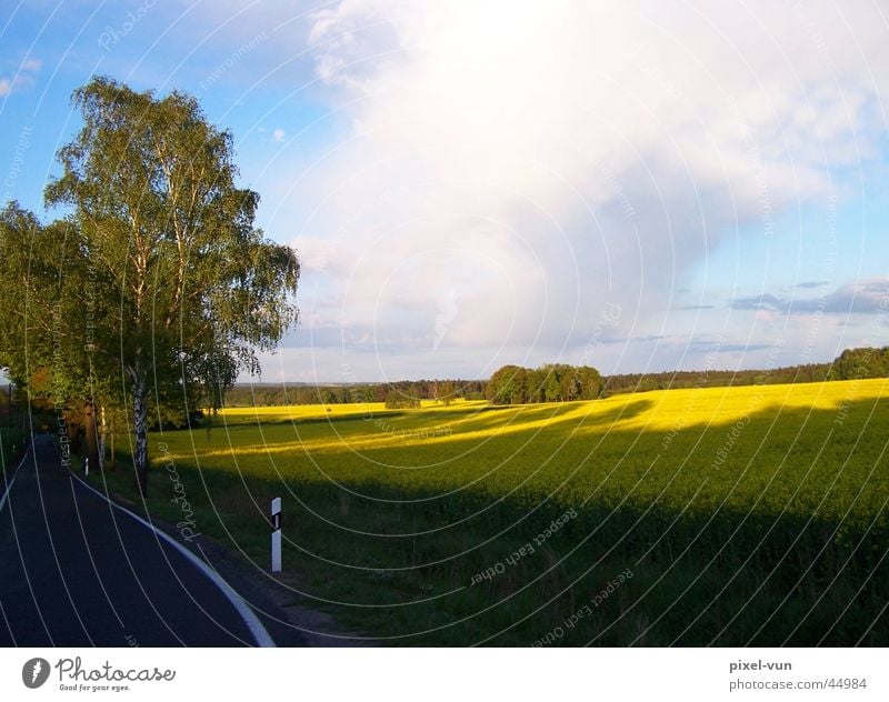 Rapsfeld in der Abendsonne Futter Pflanze Rapsöl Öl gelb Feld Ackerbau Landwirtschaft Licht Schatten Farbe Wolken Himmel blau weiß Straße Wald Birke