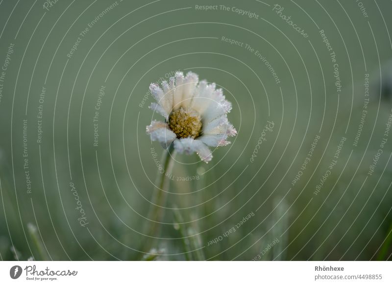 Ein mit Reif überzogenes Gänseblühmchen Frost kalt gefroren Nahaufnahme Makroaufnahme Natur Außenaufnahme Kristallstrukturen Eiskristall Raureif Menschenleer