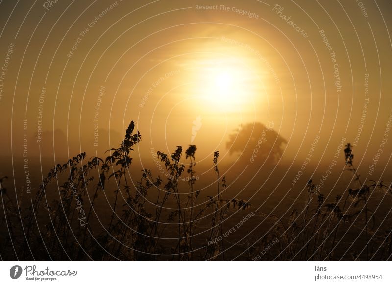 UT Teufelsmoor l Sonnenaufgang Morgendämmerung Außenaufnahme Menschenleer Moor Worpswede Textfreiraum unten Textfreiraum oben Nebel Ferien & Urlaub & Reisen