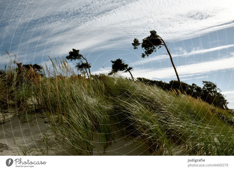 Darßer Weststrand Strand Düne Küste Ostsee Fischland-Darß-Zingst Landschaft Natur Meer Windflüchter Stranddüne Gras Baum Himmel wild natürlich Wolken Pflanze