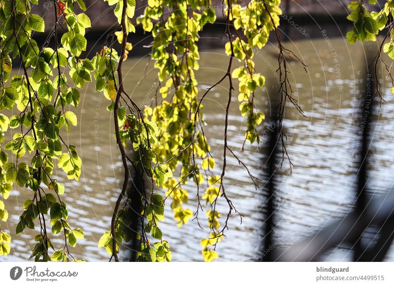 Einfach mal Abhängen Zaun Äste Baum Wasser Kanal Fluß Blätter Sonnenlicht Absperrung Sicherheit Schutz grün Unschärfe Gitter Metallzaun Außenaufnahme