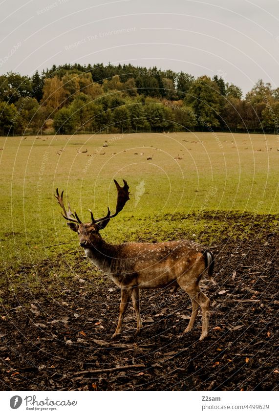 Hirsch hirsch Wald Grün Wiese Stufe wild Wildtier Geweih hirschgeweih Natur Sommer braun zerklüftet Landschaft herbst aufmerksam