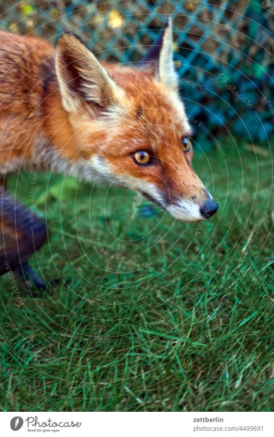 Vulpes vulpes fuchs garten herbst neugier pelztier portrait rotfuchs tollwut tollwutgefahr vulpes vulpes wildtier augen neugierig aufmerksamkeit jagd gras wiese