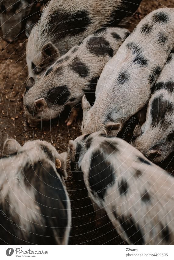 Schweine Wildpark Natur Bauernhof Draussen Landwirtschaft schwein liebe freunde human Stufe Nutztier hängebauchschwein Sommer herbst Sonne Wärme Landschaft Grün