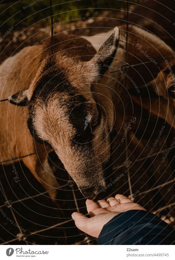 Ziege wird gefüttert Wildpark Natur Bauernhof Draussen Landwirtschaft Tierliebe freunde human Stufe Nutztier Sommer herbst Sonne Wärme Landschaft Grün Schatten