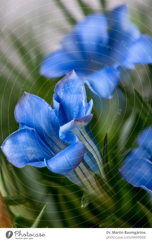 Blüten von Gentiana acaulis, großblumiger Frühlingsenzian Enzian Gentianaceae Enziangewächse Staude alpin Auslese aus gärtnerischer Kultur Steingartenpflanze