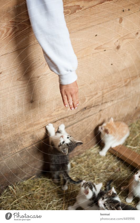 Kleine Freunde Spielen Junge Arme Hand Finger 1 Mensch Tier Haustier Katze Tiergesicht Fell Pfote Tiergruppe Tierjunges Tierfamilie klein Neugier niedlich