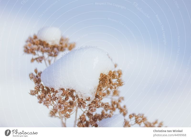 vertrocknete braune Blütenstände mit glitzernder Schneehaube und geschlossener Schneedecke im Hintergrund Blütenstand Winter schneebedeckt weiß Winterstimmung