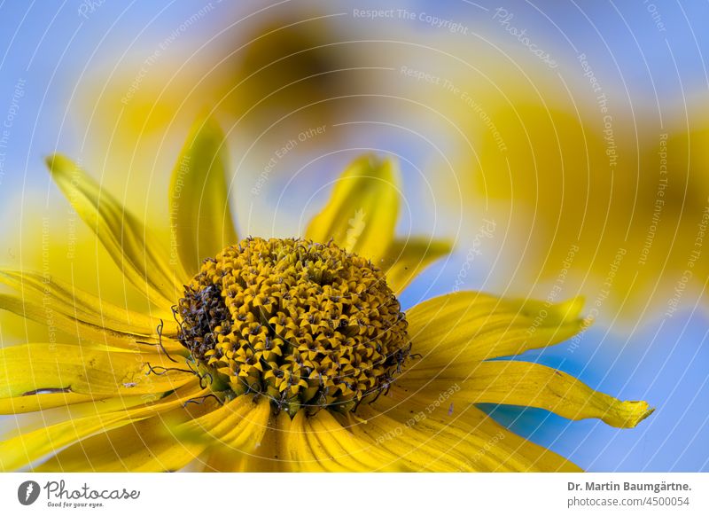 Blütenstände von Heliopsis helianthoides aus Nordamerika; Sonnenauge Blütenstand Gartensonnenauge Asteraceae Compositae Pflanze Staude ausdauernd Röhrenblüten