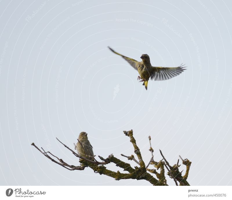 Grünfink Umwelt Natur Tier Wildtier Vogel 2 blau grün fliegend Darß Zweig Farbfoto Außenaufnahme Menschenleer Textfreiraum links Textfreiraum oben