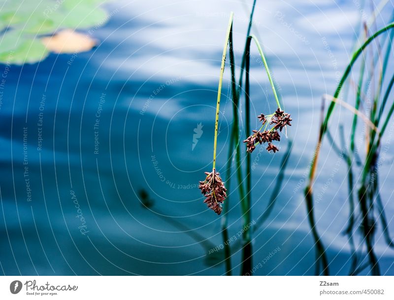 ruhe Natur Pflanze Wasser Gras Sträucher Seerosen Wachstum ästhetisch dunkel einfach elegant kalt natürlich Sauberkeit blau grün ruhig Idylle nachhaltig rein