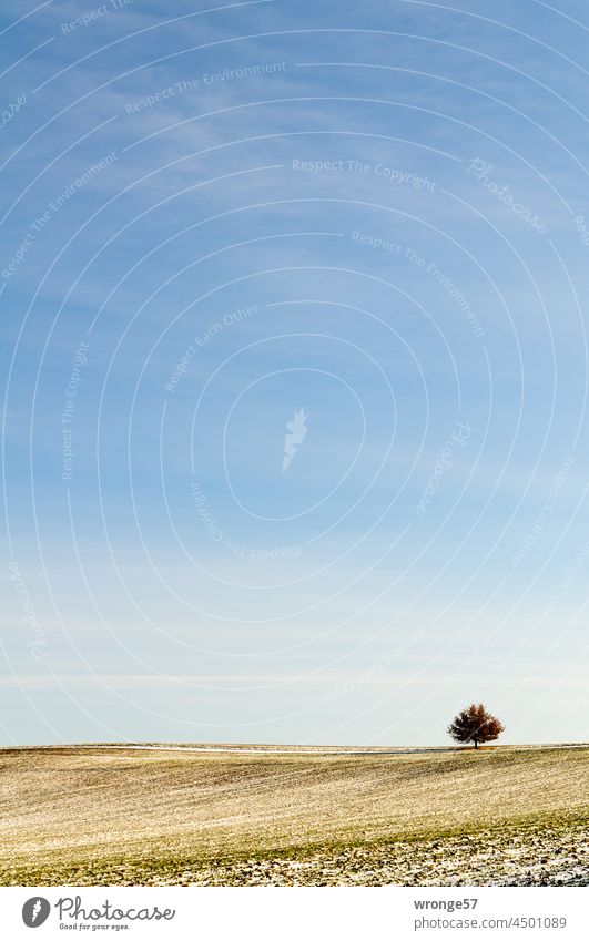 Erster Schnee | einzelner Laubbaum fern am tiefen Horizont unter leicht bewölktem blauen Himmel Acker Feld Ferne Landschaft Natur Außenaufnahme Baum