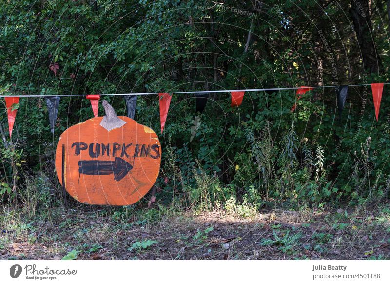 Handgemaltes Schild mit der Aufschrift "PUMPKINS" und einem Pfeil, der nach rechts zeigt; im Hintergrund Pflanzen und ein Transparent handbemalt Zeichen