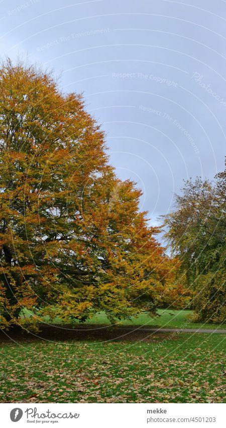 Herbst im Stadtpark herbstlich Herbstlaub Baum Herbstfärbung Natur Herbstbeginn Herbstwetter Blätter Herbststimmung Herbstfarben Herbstsaison Jahreszeiten Park