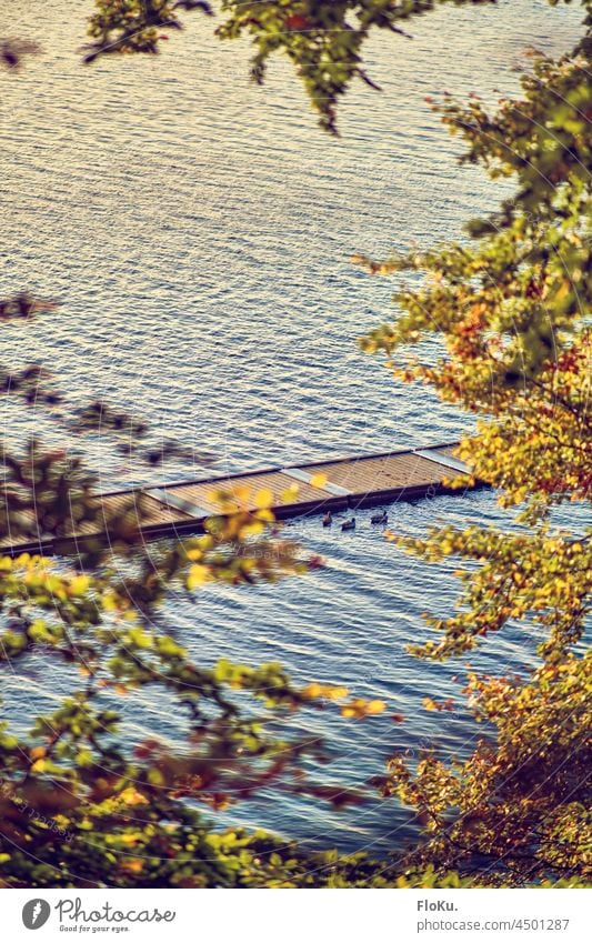 Bootsteg an der Flensburger Förde Steg Bootssteg Schiffahrt Wasser Ostsee Baum Bäume Baumkrone Laubfärbung Herbst Natur Außenaufnahme Wasseroberfläche Holz