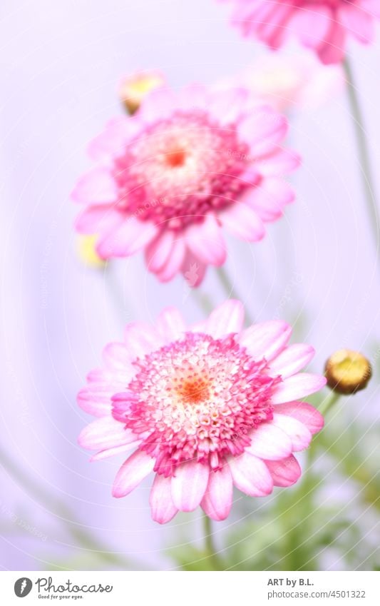 rosa Schönheiten, die eine wie die andere... blume blüte garten grün blumig natur pflanze