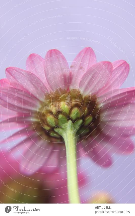 mal von hinten Blume blüte rosa blume Blütenblatt natur garten makro nahaufnahme