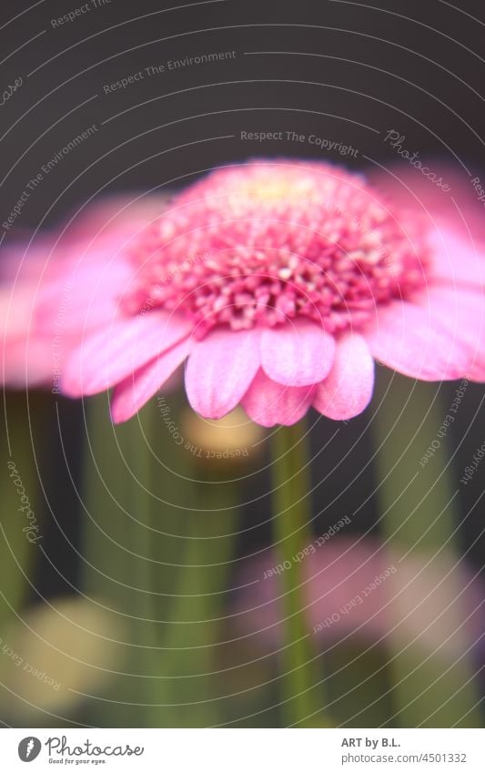 rosa Schönheit blume blüte garten grün blumig natur pflanze