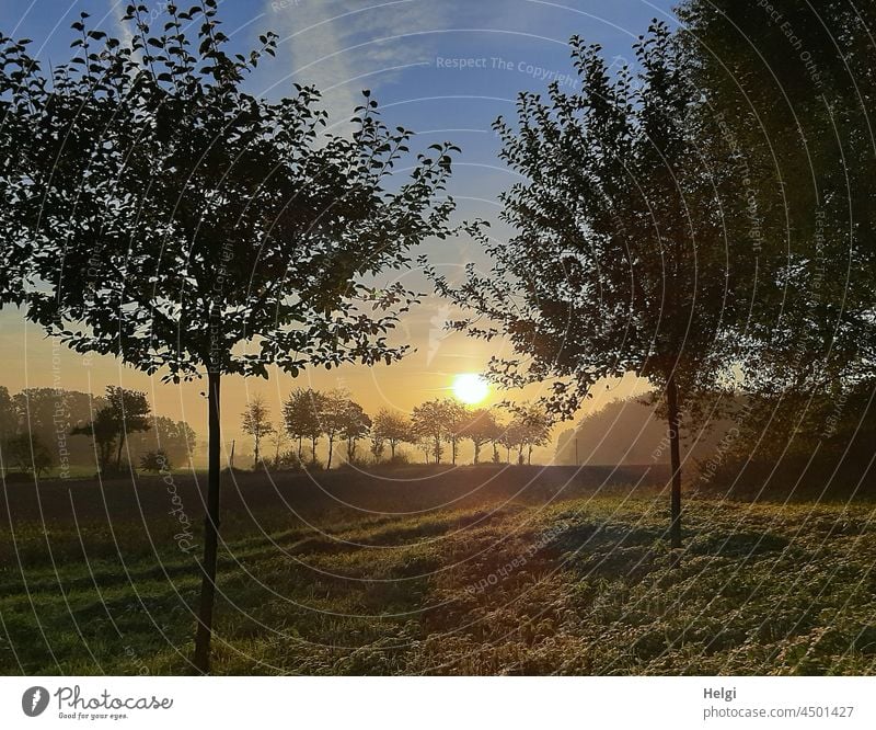 Morgensonne zwischen Bäumen mit frostiger Wiese Sonnenaufgang Herbst Stimmung Morgenstimmung Frost gefroren kalt Kälte Baum Feld Himmel Idylle Dorfrand Natur