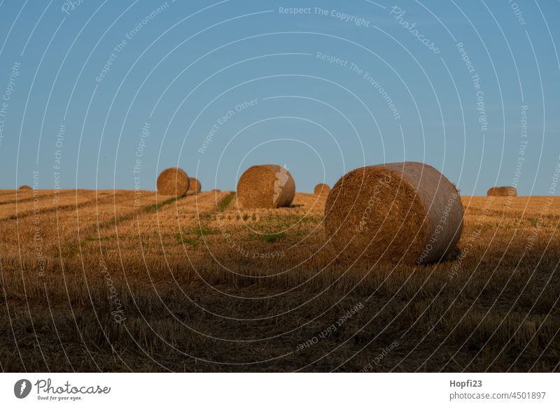 Strohballen auf dem Feld feld Landschaft Natur Himmel Sonne blau acker Bauer Futter Futterpflanze einstreu trocken reif Weide herbst erntezeit Landwirtschaft