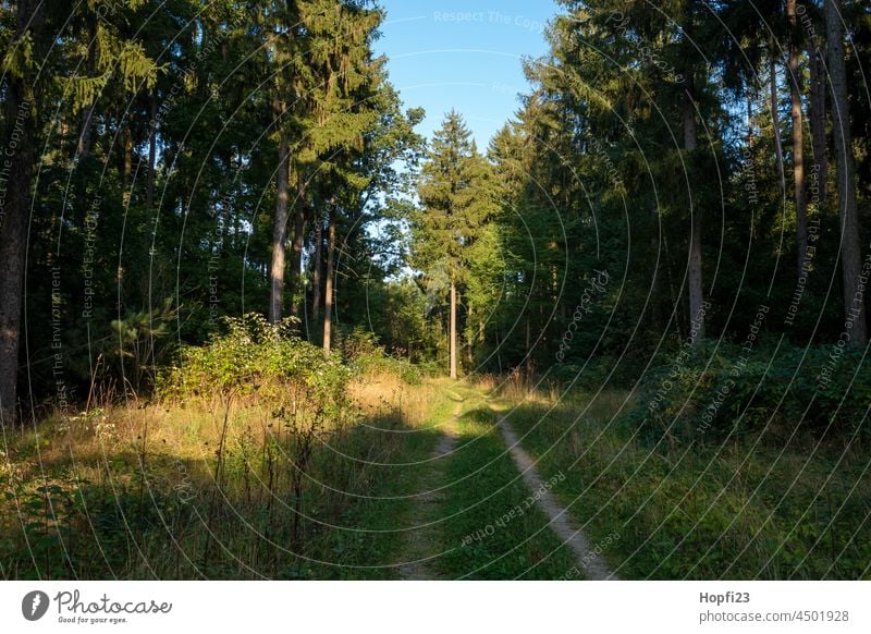 Landschaft im Sommer Natur Nahaufnahme ländlich Himmel Baum Außenaufnahme blau Menschenleer Tag Farbfoto Sonnenlicht Wetter Kontrast Schatten Licht Wald Pflanze