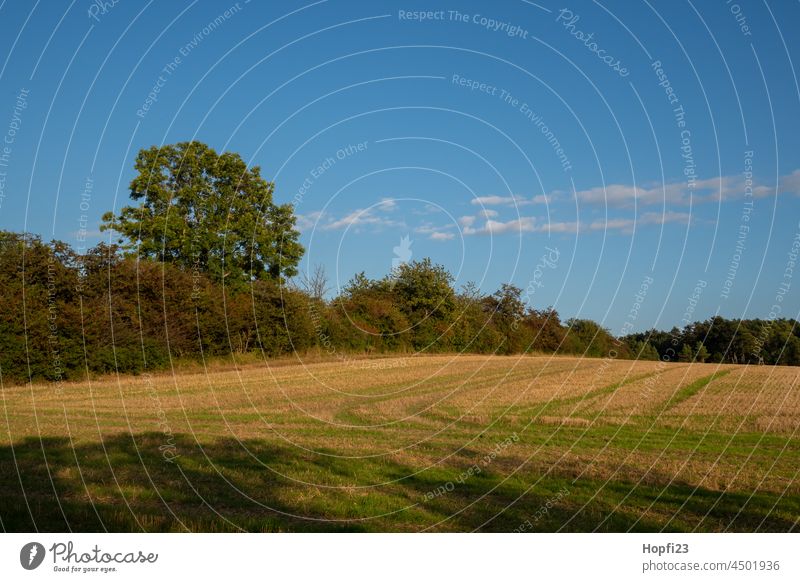 Landschaft im Sommer Natur Nahaufnahme ländlich Himmel Baum Außenaufnahme blau Menschenleer Tag Farbfoto Sonnenlicht Wetter Kontrast Schatten Licht Wald Pflanze