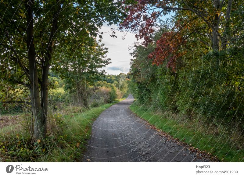 Landschaft im Sommer Natur Nahaufnahme ländlich Himmel Baum Außenaufnahme blau Menschenleer Tag Farbfoto Sonnenlicht Wetter Kontrast Schatten Licht Wald Pflanze