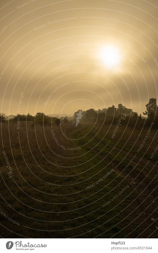 Landschaft im Nebel Natur Sonnenlicht Wege & Pfade Außenaufnahme Menschenleer Farbfoto Baum Wald Straße Licht ruhig Schatten Jahreszeiten Abend Sonnenuntergang