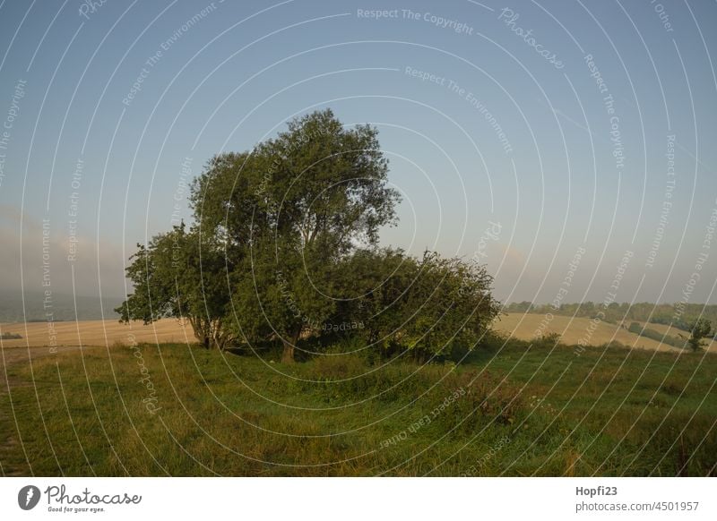 Landschaft im Sommer Natur Nahaufnahme ländlich Himmel Baum Außenaufnahme blau Menschenleer Tag Farbfoto Sonnenlicht Wetter Kontrast Schatten Licht Wald Pflanze